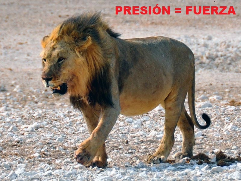 Fuerza o par motor en un grupo hidráulico (presión), león