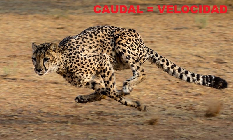 Velocidad de movimiento en un grupo hidráulico (caudal), guepardo corriendo